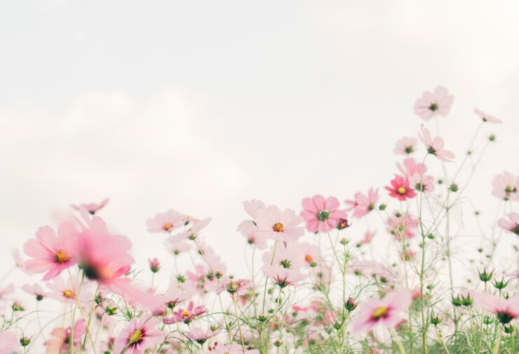 Pink field flowers against a light cloudy sky; cover image for blog on how to use assessments for talent development