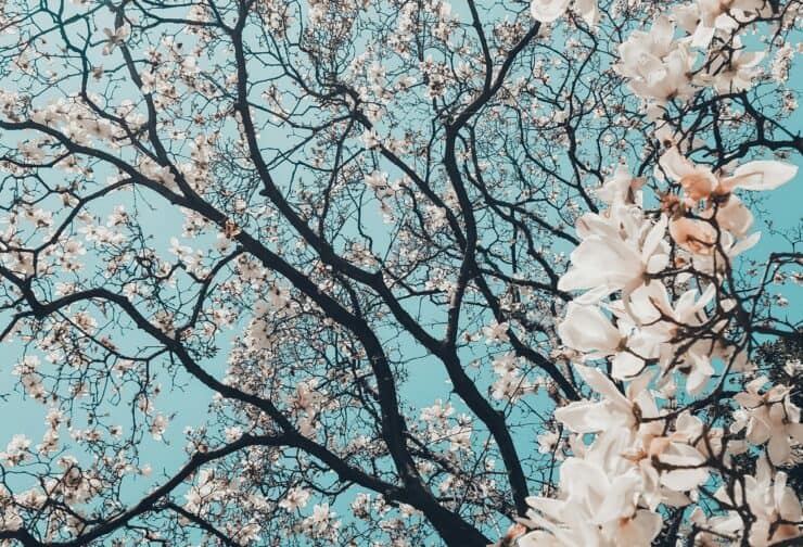 White blossoms on tree branches against a blue sky; cover image for a blog on success profile examples.