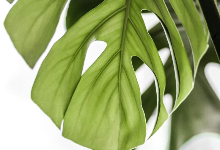 Tropical leaf up close against a white background; cover image for guide on how to future proof your organization.